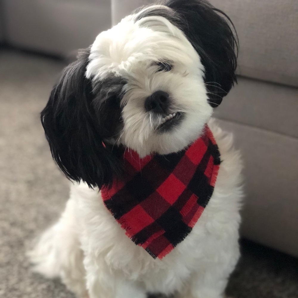Dog bandana